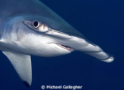 Hammerhead at Darwin's Arch, Galapagos - shot taken with ... by Michael Gallagher 
